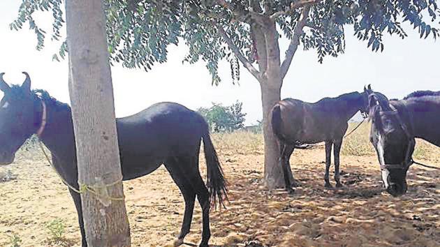 Glanders is an infectious disease that occurs primarily in horses, mules and donkeys.(HT File)