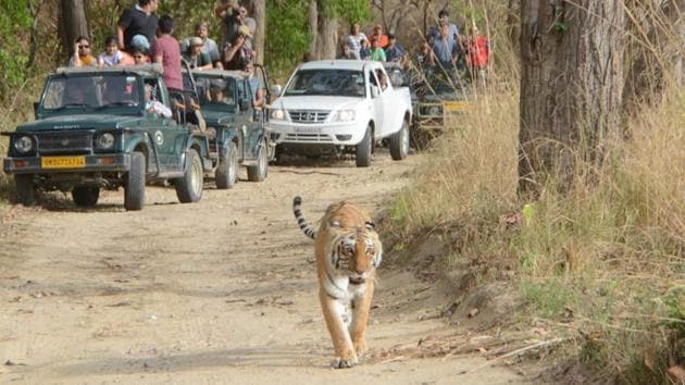 Rajaji will be third in the country after Sariska (Rajasthan) and Panna (MP), where tiger translocation was done.(HT File)