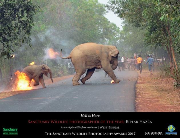 The photograph shows the two elephants escaping flaming tar balls and crackers that were hurled at them.(Facebook/Sanctuary Asia) The photograph shows the two elephants escaping flaming tar balls and crackers that were hurled at them.(Facebook/Sanctuary Asia)