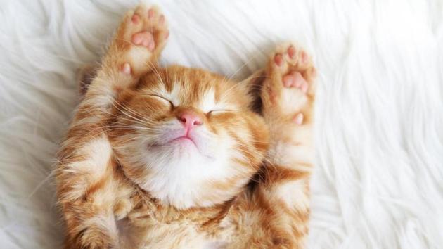 While international and national studies have shown cats carry the parasites in their digestive system, this is the first such study in Mumbai. While international and national studies have shown cats carry the parasites in their digestive system, this is the first such study in Mumbai.