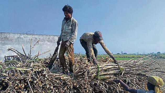 Even as private mills cited construction work behind their inability to start crushing on time, officials say they are doing so due to low sugar output in the early crushing. (HT File) Even as private mills cited construction work behind their inability to start crushing on time, officials say they are doing so due to low sugar output in the early crushing. (HT File)