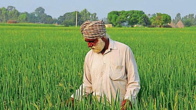 Despite fall in total area under paddy, production is expected to touch last year’s 188 lakh tonnes. (HT File) Despite fall in total area under paddy, production is expected to touch last year’s 188 lakh tonnes. (HT File)