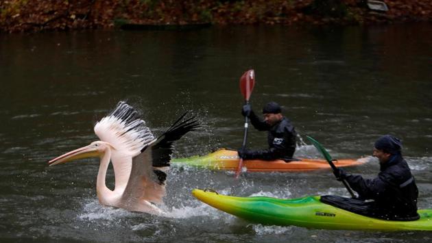 Zoo keepers try to keep up with a pelican in order to move it to its winter enclosure at Liberec Zoo in Liberec, Czech Republic on November 6, 2017. (David W Cerny / REUTERS) Zoo keepers try to keep up with a pelican in order to move it to its winter enclosure at Liberec Zoo in Liberec, Czech Republic on November 6, 2017. (David W Cerny / REUTERS)