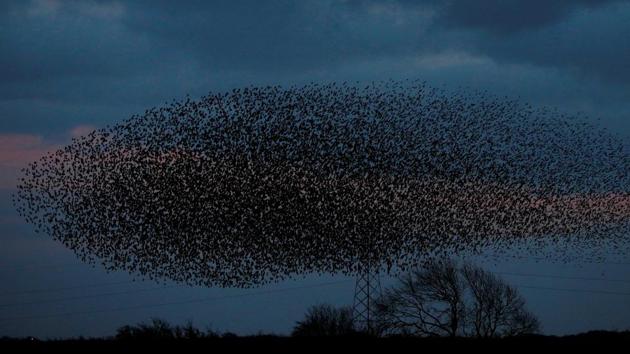 A murmuration of starlings is seen across the sky near the town of Gretna Green, Scotland on November 9, 2017. (Phil Noble / REUTERS) A murmuration of starlings is seen across the sky near the town of Gretna Green, Scotland on November 9, 2017. (Phil Noble / REUTERS)