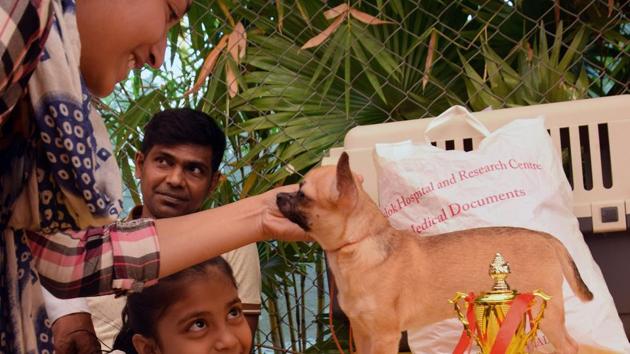 The Chihuahua is the smallest breed of dog and is named after the state of Chihuahua in Mexico is seen on behalf of Puna Kenal Confederation, 108th and 109th International All Breed Champion Dog Show was organised at Chinchwad. The show was presented at Aher Garden at Walhekarwadi Road in Pune. (HT PHOTO) 