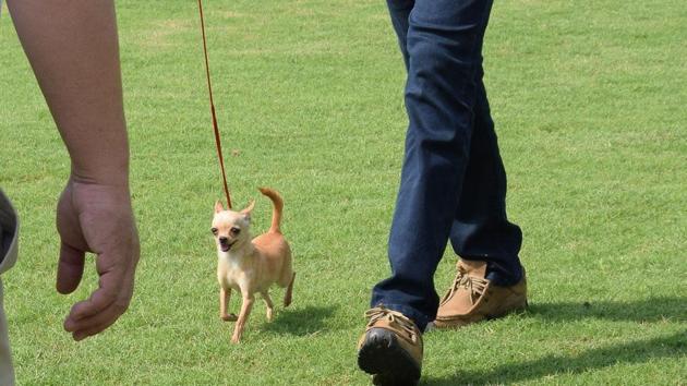 The Chihuahua is the smallest breed of dog and is named after the state of Chihuahua in Mexico is seen on behalf of Puna Kenal Confederation, 108th and 109th International All Breed Champion Dog Show was organised at Chinchwad. The show was presented at Aher Garden at Walhekarwadi Road in Pune. (HT PHOTO) 
