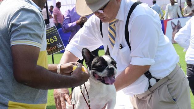 The Bulldog is a medium-sized breed of dog commonly referred to as the English Bulldog or British Bulldog is seen on behalf of Puna Kenal Confederation, 108th and 109th International All Breed Champion Dog Show was organised at Chinchwad.The show was presented at Aher Garden at Walhekarwadi Road in Pune. (HT PHOTO) 
