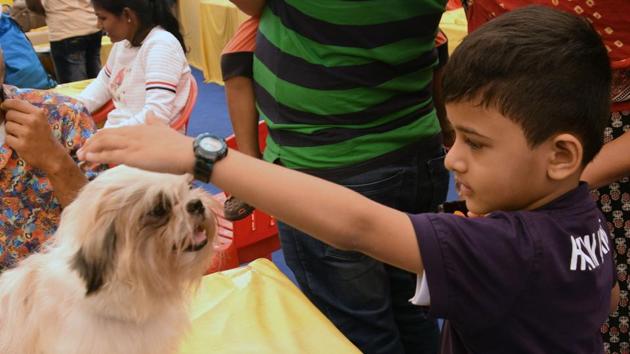 A Shih Tzu, also known as the Chrysanthemum Dog, is a toy dog breed, weighing 10–19 pounds when fully grown is seen playing with a kid on behalf of Puna Kenal Confederation, 108th and 109th International All Breed Champion Dog Show was organised at Chinchwad.This show was presented at Aher Garden at Walhekarwadi Road in Pune. (HT PHOTO) 