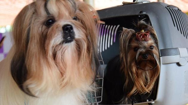 A Shih Tzu, also known as the Chrysanthemum Dog, is a toy dog breed, weighing 10–19 pounds when fully grown is seen playing with a kid on behalf of Puna Kenal Confederation, 108th and 109th International All Breed Champion Dog Show was organised at Chinchwad.This show was presented at Aher Garden at Walhekarwadi Road in Pune. (HT PHOTO) 