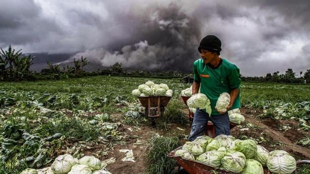 An Indonesian farmer harvests cabbages during an eruption of the Mount Sinabung volcano in Karo, North Sumatra on November 4, 2017. Sinabung roared back to life in 2010 for the first time in 400 years. After another period of inactivity it erupted once more in 2013, and has remained highly active since. (Ivan Damanik / AFP) An Indonesian farmer harvests cabbages during an eruption of the Mount Sinabung volcano in Karo, North Sumatra on November 4, 2017. Sinabung roared back to life in 2010 for the first time in 400 years. After another period of inactivity it erupted once more in 2013, and has remained highly active since. (Ivan Damanik / AFP)