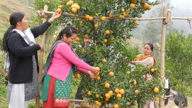 Virus attack, bandh leave sour taste for Darjeeling orange growers | Latest  News India - Hindustan Times