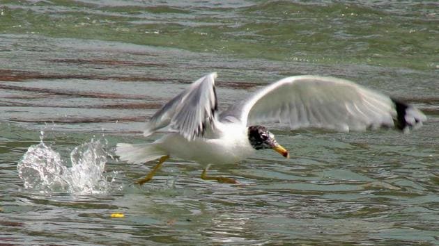 Migratory birds at Neeldhara-Bhimgoda and Rajaji Tiger Reserve are a major attraction for avian watchers and tourists.(RAMESWAR GAUR/HT PHOTO)