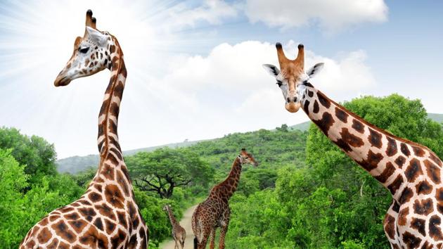 Safaris make for an interesting educational experience for the little ones. (Shutterstock) Safaris make for an interesting educational experience for the little ones. (Shutterstock)