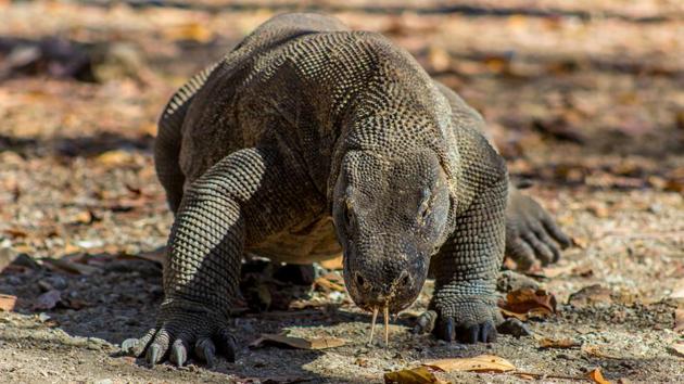 The Komodo dragon’s bites are toxic. (Shutterstock) The Komodo dragon’s bites are toxic. (Shutterstock)