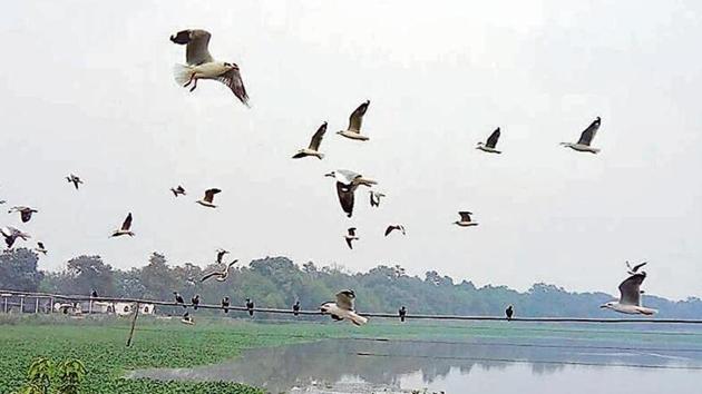 Migratory birds at Harike Lake on Saturday. (HT Photo) Migratory birds at Harike Lake on Saturday. (HT Photo)