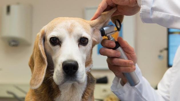 Considering this emerging trend in pet animals, city-based non-profit organisation, United World Against Diabetes, which works towards promoting diabetes care and prevention, had undertaken a research study on 'Diabetes in Pet Animals' since 2013, when the first few cases emerged. (Getty Images/iStockphoto) Considering this emerging trend in pet animals, city-based non-profit organisation, United World Against Diabetes, which works towards promoting diabetes care and prevention, had undertaken a research study on 'Diabetes in Pet Animals' since 2013, when the first few cases emerged. (Getty Images/iStockphoto)
