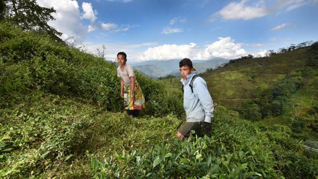 Tea workers are racing against time to uproot the weeds and clean up the bushes, but the harvest next year is likely to be delayed by weeks, which means more losses. (Indranil Bhoumik / MINT) 