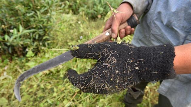The bushes, too, have suffered a lot of damage, fighting with overgrown weeds for nutrients. (Indranil Bhoumik / MINT) 