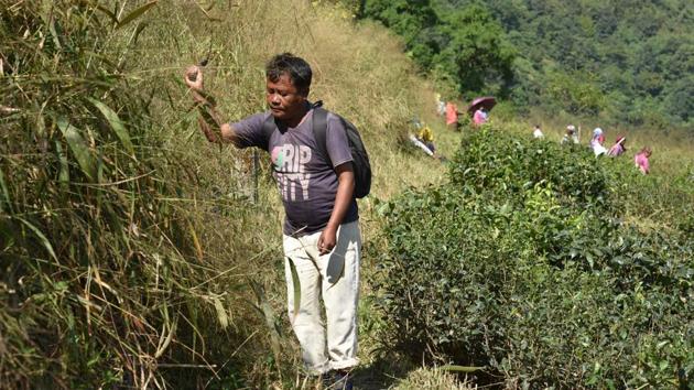 A tea worker busy in clearing weeds from the bushes at the famous Makaibari Tea Estate in Darjeeling. (Indranil Bhoumik / MINT) 