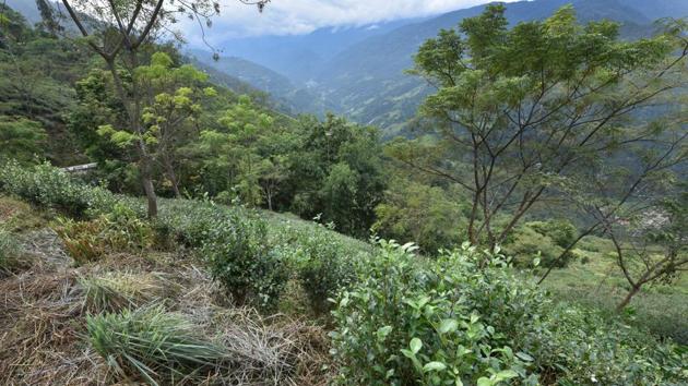 At present, tea bushes can be seen, run over by weeds at the Shree Dwarika Tea Estate in Darjeeling. (Indranil Bhoumik / MINT) 