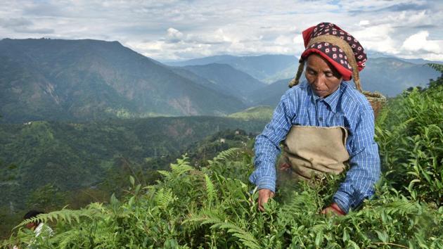 A tea estate worker is seen at the Shree Dwarika Tea Estate in Darjeeling. The tea plantations were hauled into the recent 105-day blockade in Darjeeling, which is estimated to have cost the industry Rs 500 crore in lost revenue. (Indranil Bhoumik / MINT) 