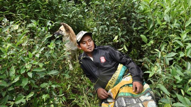 Despite Darjeeling’s troubled political situation, tea workers were never really hauled into strikes before. But it changed this year: tea garden workers spontaneously backed the strike, at least in the beginning.  (Indranil Bhoumik / MINT) 