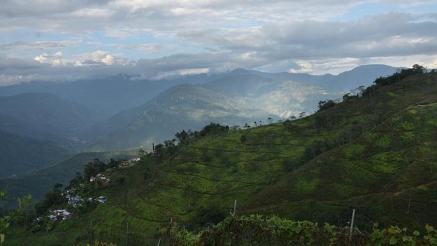The challenge now is to expand the market for Darjeeling tea within India. Despite its hallowed image, within India, Darjeeling tea doesn’t have much following outside West Bengal. (Indranil Bhoumik / MINT) 