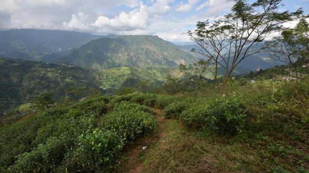 In Darjeeling, there is no production at all for four-and-a-half months – during the winter the bushes fall asleep, unlike in other tea-growing regions.The shutdown, which lasted 105 days impacted business heavily on top of that.  (Indranil Bhoumik / MINT) 