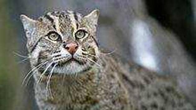 Fishing cats live on fish they catch from ponds and water bodies. (Photo courtesy: NEWS) Fishing cats live on fish they catch from ponds and water bodies. (Photo courtesy: NEWS)