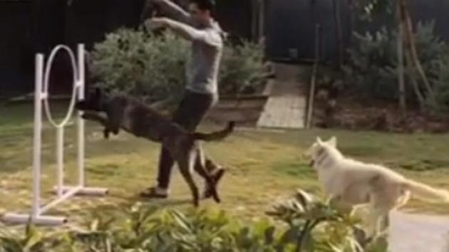 MS Dhoni is spending his vacation in a wonderful way by training his two dogs in his farmhouse in Ranchi. (MS Dhoni Instagram) MS Dhoni is spending his vacation in a wonderful way by training his two dogs in his farmhouse in Ranchi. (MS Dhoni Instagram)