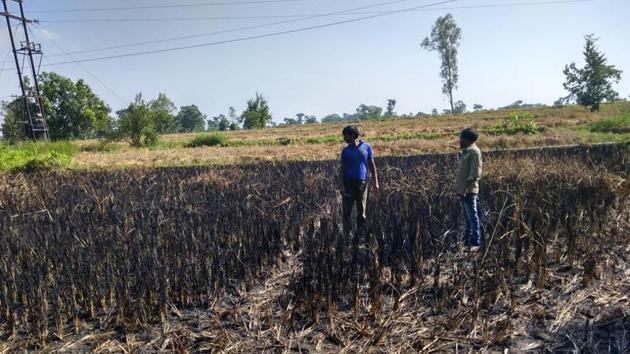 Farmer Brunda Sahoo’s nephew and friend in the field at Kalapani village in Bargarh district where he set his destroyed crop on fire, and committed suicide a day later by drinking poison. (Debabrata Mohanty/HT Photo) Farmer Brunda Sahoo’s nephew and friend in the field at Kalapani village in Bargarh district where he set his destroyed crop on fire, and committed suicide a day later by drinking poison. (Debabrata Mohanty/HT Photo)