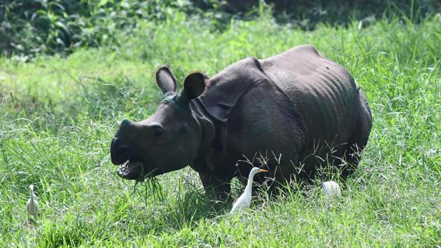 Kaziranga is home to more than 91% of Assam’s rhinos, and over 80% of India’s total count. A 2015 population census showed 2,401 rhinos inhabiting the park.(AFP File)