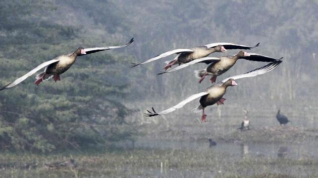 Hundreds of species of rare birds fly from higher altitudes in search of food and shelter as the winter in their native habitats is too severe.(HT FIle) Hundreds of species of rare birds fly from higher altitudes in search of food and shelter as the winter in their native habitats is too severe.(HT FIle)