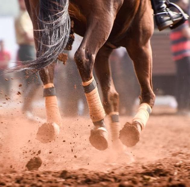 A horse in action during the show jumping event at the Southern Star Horse Show-2017 in Pune on Thursday. (Sanket Wankhade/HT PHOTO) 