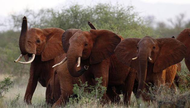 The Trump administration is lifting a federal ban on the importation of body parts from African elephants shot for sport (AP) The Trump administration is lifting a federal ban on the importation of body parts from African elephants shot for sport (AP)