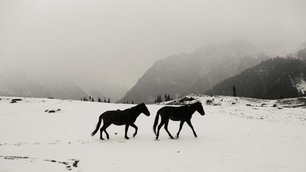 A pair of horses walk through a snow covered meadow at in Sonamarg, Jammu & Kashmir some 80 kms from Srinagar on November 15, 2017. The twin health resorts of Sonamarg and Naranag in upper reaches of Kangan in central Kashmir’s Ganderbal district received the season’s first snowfall in the wee hours on Wednesday. (Waseem Andrabi / HT Photo) A pair of horses walk through a snow covered meadow at in Sonamarg, Jammu & Kashmir some 80 kms from Srinagar on November 15, 2017. The twin health resorts of Sonamarg and Naranag in upper reaches of Kangan in central Kashmir’s Ganderbal district received the season’s first snowfall in the wee hours on Wednesday. (Waseem Andrabi / HT Photo)