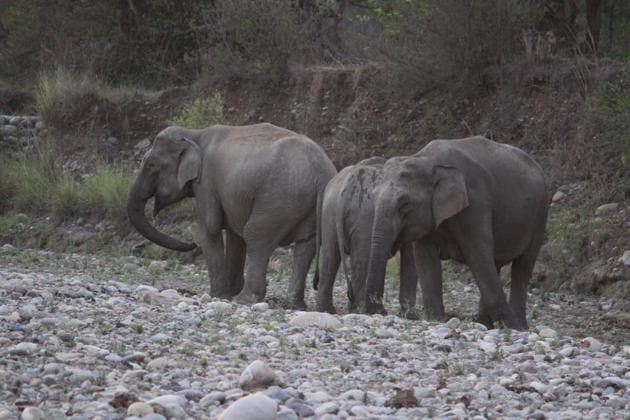 Elephant herds often come close to railway tracks in search of water and fodder, leading to accidents.(HT Photo)