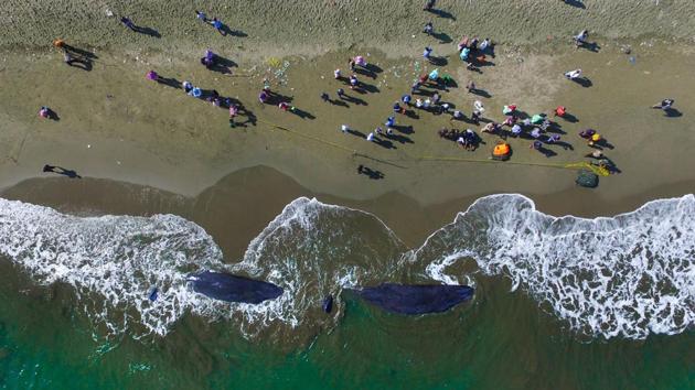 An aerial picture shows villagers looking at two dead sperm whales on a beach in Aceh Besar on November 14, 2017. Four sperm whales stranded on a beach in Indonesia died despite frantic efforts to push the massive mammals back into the sea. (Chaideer Mahyuddin / AFP) 