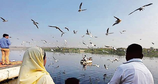 People feed seagulls along the Yamuna river on a clear Saturday morning in New Delhi. (Sonu Mehta/HT PHOTO) People feed seagulls along the Yamuna river on a clear Saturday morning in New Delhi. (Sonu Mehta/HT PHOTO)