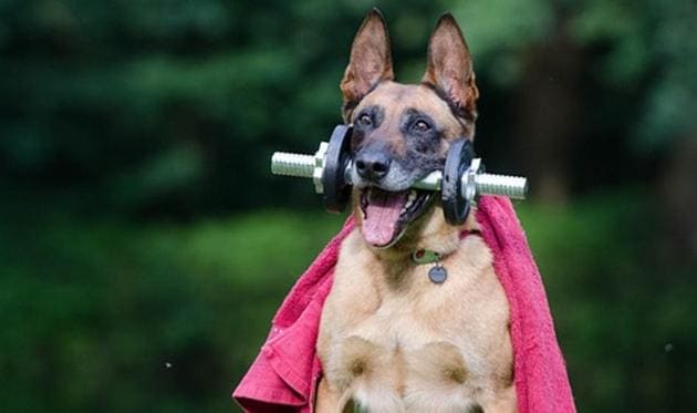 The contest Pet’s Got Talent will be a special feature at this year’s Pet Fed. The contest Pet’s Got Talent will be a special feature at this year’s Pet Fed.