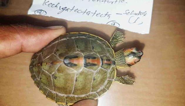 Tent turtle recovered during a raid. (HT Photo) Tent turtle recovered during a raid. (HT Photo)