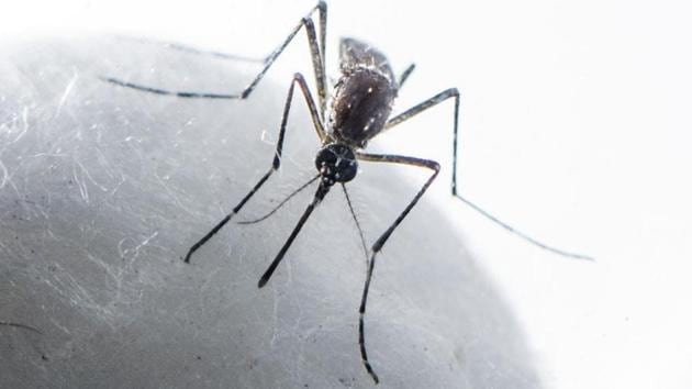 The aedes aegypti mosquito that spreads dengue and chikungunya. (HT File) The aedes aegypti mosquito that spreads dengue and chikungunya. (HT File)