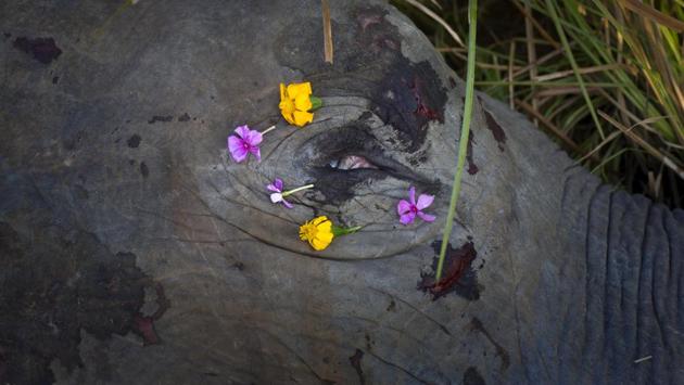 Flowers are placed by villagers on the carcass of an elephant that was struck by a passenger train near Guwahati. As reported by the Assam Tribune, it was in view of recurring train-induced elephant fatalities that the State forest department, Wildlife Trust of India and the Northeast Frontier Railway had five years back put in place a mechanism for intensified vigil along forested tracks. (Anupam Nath / AP) Flowers are placed by villagers on the carcass of an elephant that was struck by a passenger train near Guwahati. As reported by the Assam Tribune, it was in view of recurring train-induced elephant fatalities that the State forest department, Wildlife Trust of India and the Northeast Frontier Railway had five years back put in place a mechanism for intensified vigil along forested tracks. (Anupam Nath / AP)