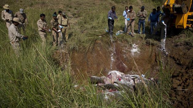 Forest officials throw salt as they bury the two elephants. Under the mechanism, 16 demarcated elephant corridors identified for the purpose of heightened vigil on elephant movement. (Anupam Nath / AP) Forest officials throw salt as they bury the two elephants. Under the mechanism, 16 demarcated elephant corridors identified for the purpose of heightened vigil on elephant movement. (Anupam Nath / AP)