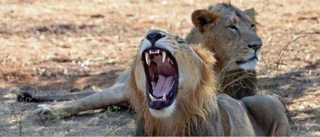 Plans are afoot to bring two lions and three lionesses for the safari. (Pic for representation) Plans are afoot to bring two lions and three lionesses for the safari. (Pic for representation)