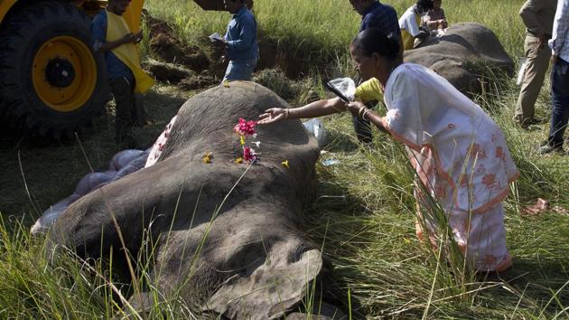 A woman joins a crowd laying flowers on the dead elephants as offerings. Wildlife warden Prodipta Baruah said the elephants were part of a herd of about 15 that had ventured into the area in search of food before dawn. Assam is home to Asian elephants, endangered due to habitat loss and poaching. While there was no major damage to the train and no passengers were injured, such incidents along railway tracks in the region are fairly regular. (Anupam Nath / AP) A woman joins a crowd laying flowers on the dead elephants as offerings. Wildlife warden Prodipta Baruah said the elephants were part of a herd of about 15 that had ventured into the area in search of food before dawn. Assam is home to Asian elephants, endangered due to habitat loss and poaching. While there was no major damage to the train and no passengers were injured, such incidents along railway tracks in the region are fairly regular. (Anupam Nath / AP)