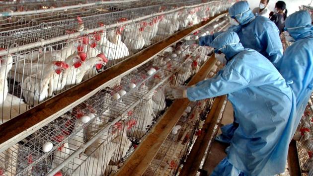 National food regulator sets maximum permissible limit of antibiotics ...