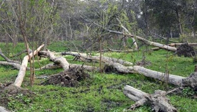 In April 2016, the Chandigarh-based NGO Peacock Environment and Wild Life Protection Society and Dr Aggarwal of Sangrur had filed a petition before the NGT against tree cutting in Punjab.(Representative image)