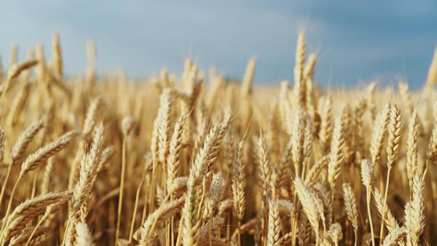 The yield of millets can be increased three times and they have multiple untapped uses such as food, feed, biofuels and brewing.(Shutterstock)