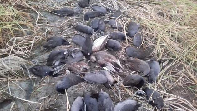 Eight fishermen have been booked after a contractor lodged a complaint alleging that a rival fisherman had poisoned the Sarottar lake in Bihar’s East Champaran district to kill the birds. (Navneet/HT) Eight fishermen have been booked after a contractor lodged a complaint alleging that a rival fisherman had poisoned the Sarottar lake in Bihar’s East Champaran district to kill the birds. (Navneet/HT)